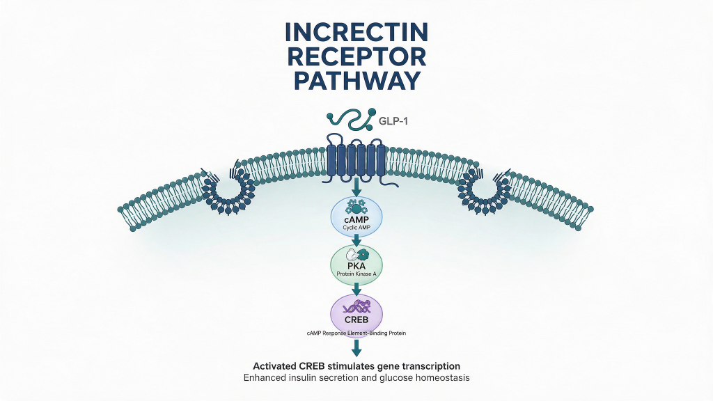 "Infographic 'Incretin Receptor Pathway' showing GLP‑1 binding a membrane receptor and downstream cAMP → PKA → CREB signaling with a note about enhanced insulin secretion and glucose homeostasis.